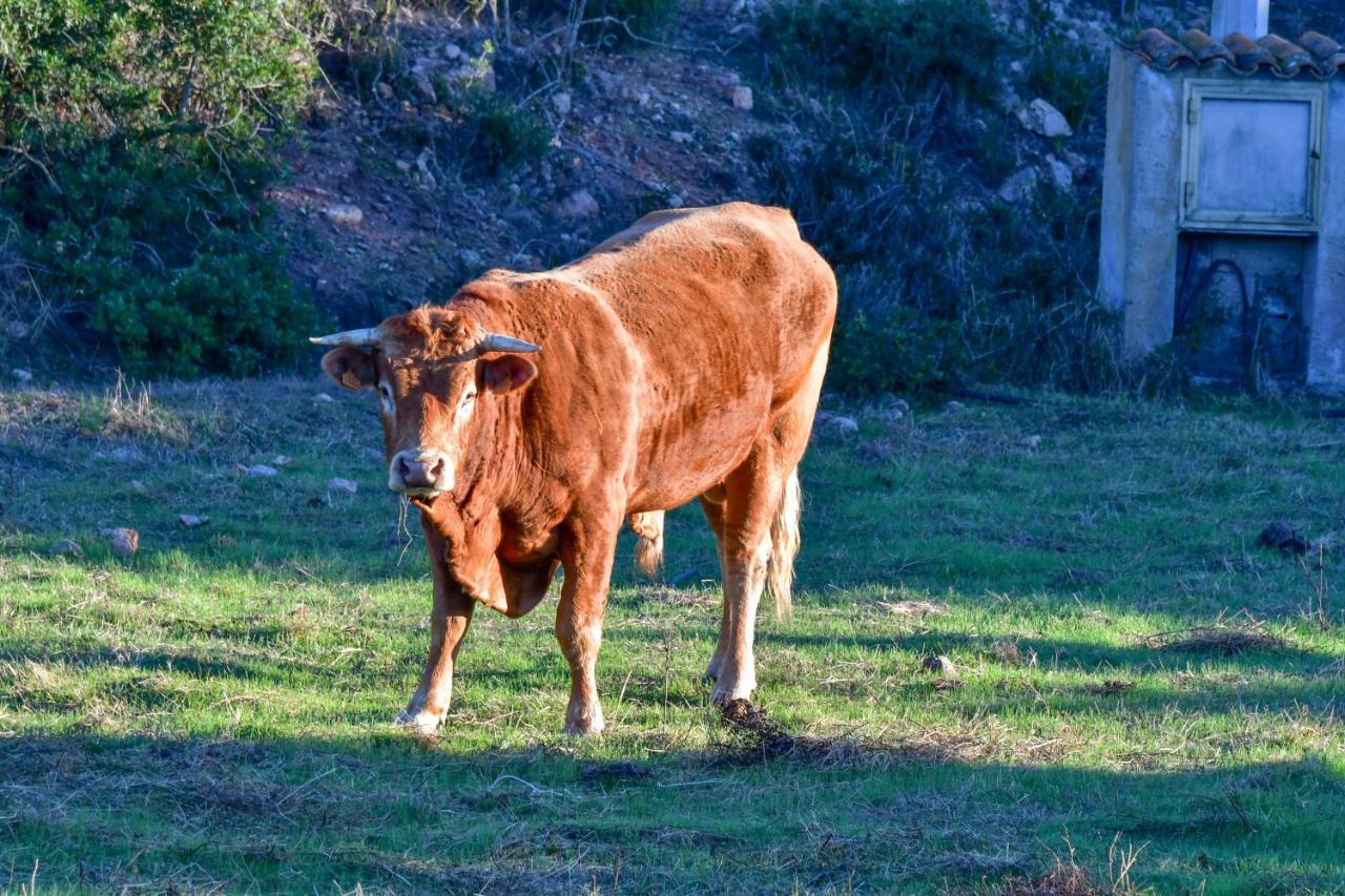 Agriturismo Sardo Villa Campavaglio Kültér fotó